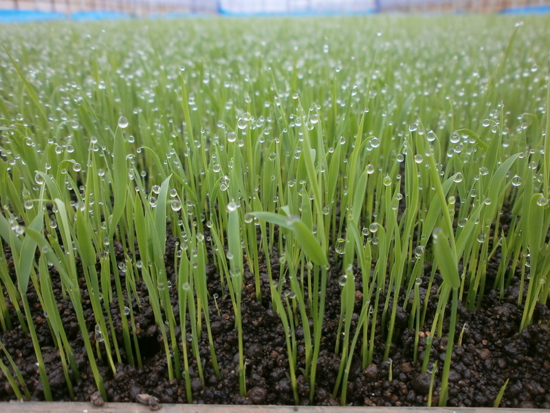 (クリックして拡大表示) 育苗シートをはぎました。 早苗