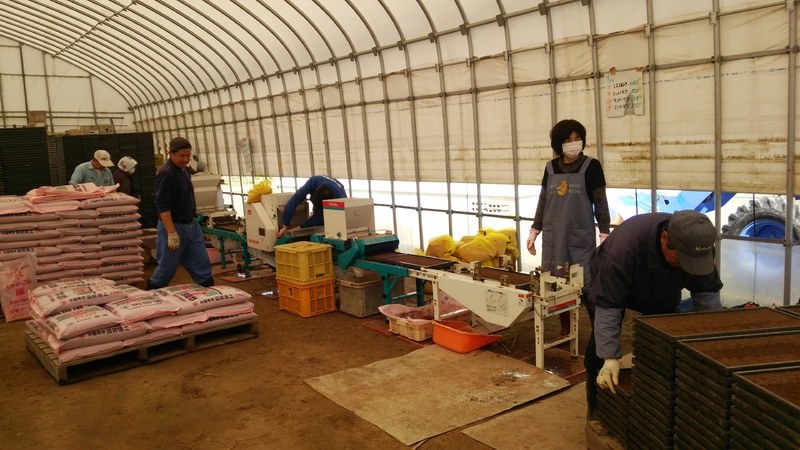 (クリックして拡大表示) 種蒔きがはじまりました! 種まき作業中!