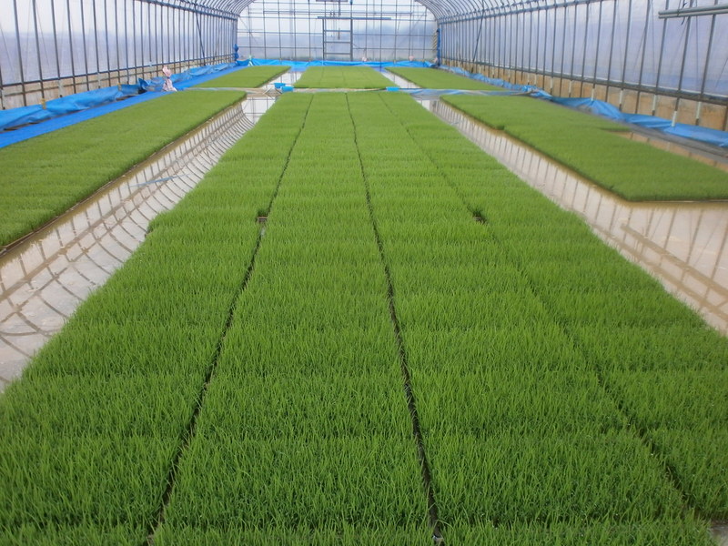 (クリックして拡大表示) 苗は順調です。 早苗