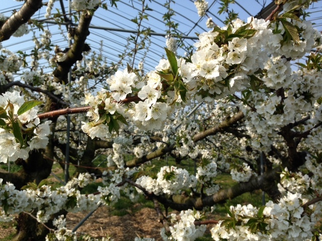 (クリックして拡大表示) さくらんぼの花が満開です! さくらんぼの花
