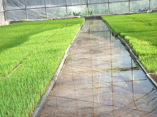 (クリックして拡大表示) 苗の生育は順調です。 プール育苗