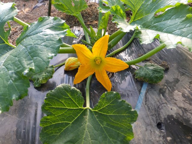 (クリックして拡大表示) 花も満開を迎え ズッキ−ニの花