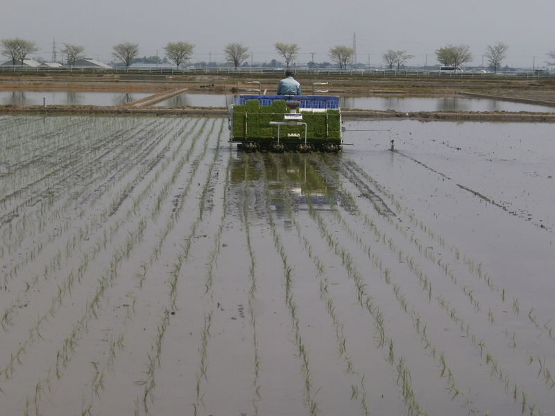 (クリックして拡大表示) 田植え始める。 田植え
