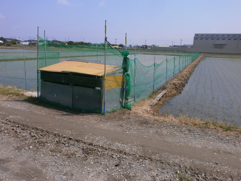 (クリックして拡大表示) カモの新居と防護ネット完成 カモの小屋