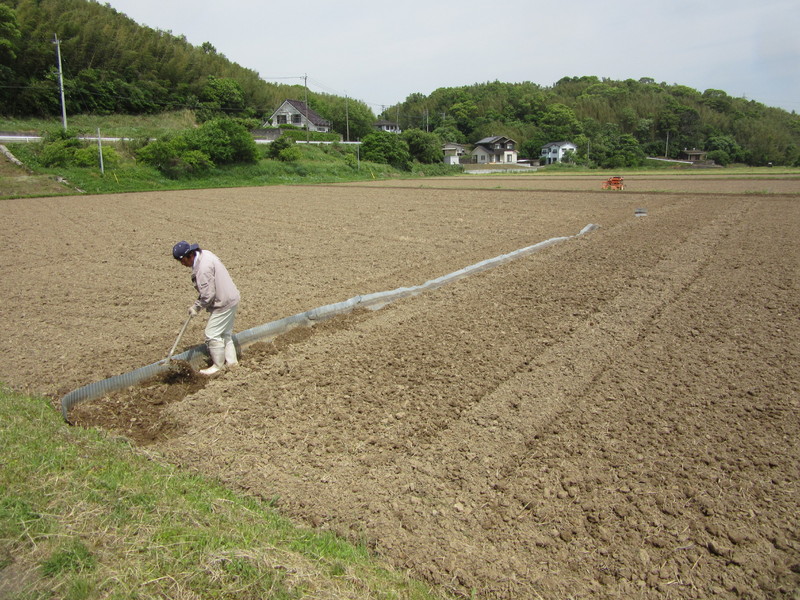 (クリックして拡大表示) 苗床作り 畔波シートで囲って水を入れます。