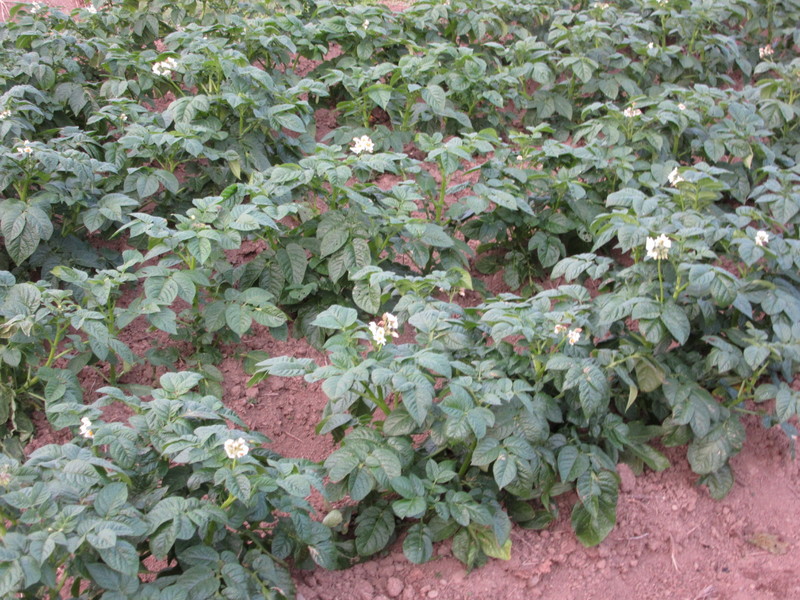 (クリックして拡大表示) 百の野菜づくりに挑戦 ジャガイモの花が満開です。