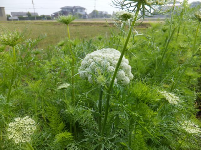 (クリックして拡大表示) 緑肥としてすきこみます 人参の花