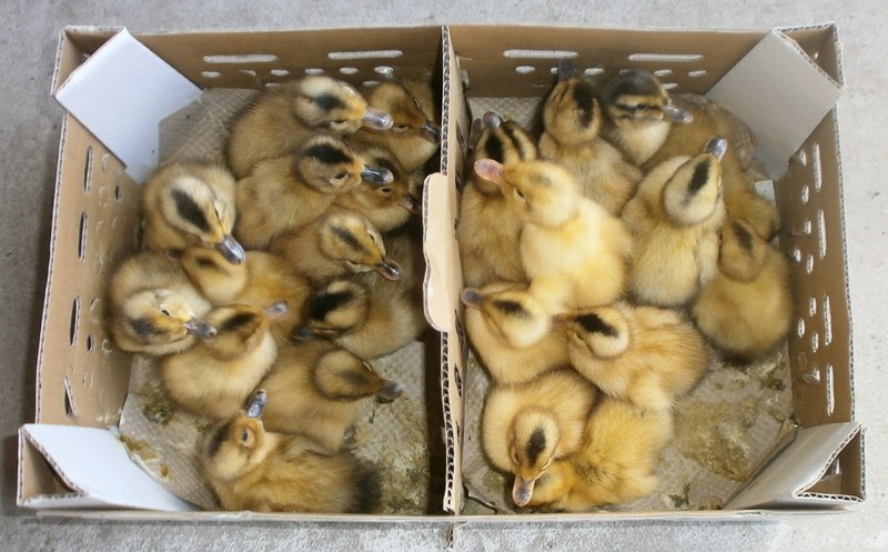 (クリックして拡大表示) 合鴨農法のカモのヒナ届く カモのヒナ