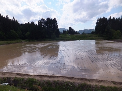 (クリックして拡大表示) 田植えを始めました。 昨年植えるのを休んで、4枚を1枚に整備した田んぼです。広〜い。