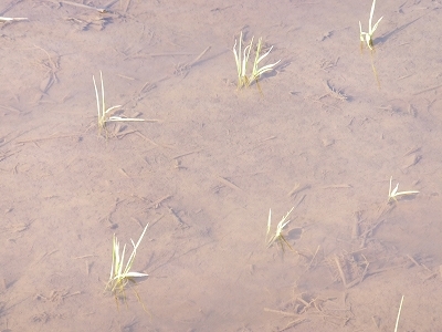 (クリックして拡大表示) 田植えが終わりました。ふ〜。 植えられた稲の様子です。