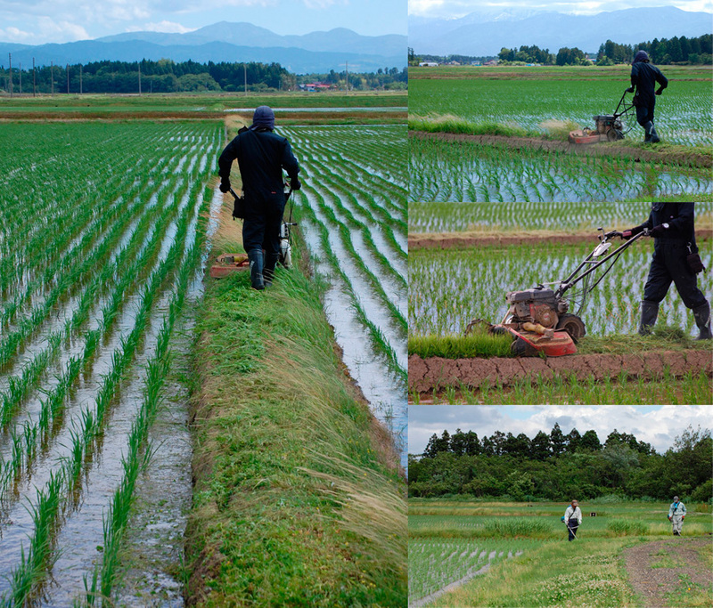 (クリックして拡大表示) あぜの草刈り あぜの草刈り