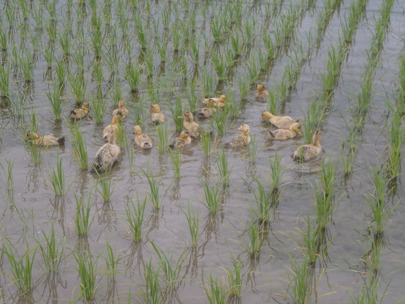 (クリックして拡大表示) カモ水田テビュー 水田デビュー
