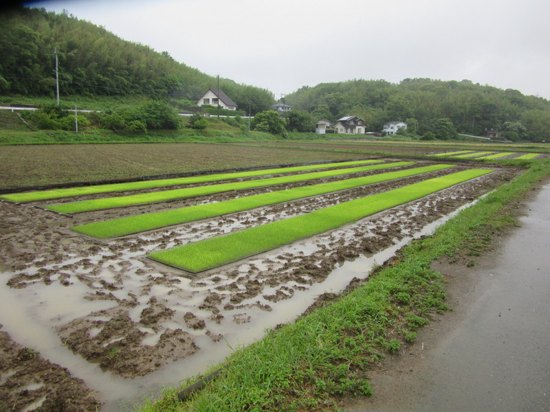 (クリックして拡大表示) 苗が順調に育っています。 15日からの田植えに間に合いそうです。