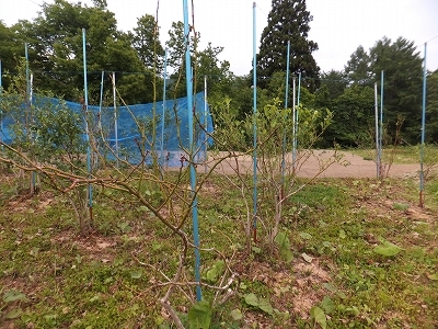 (クリックして拡大表示) ブルーベリーは、絶望的です! マイマイガに全て食べつくされた樹