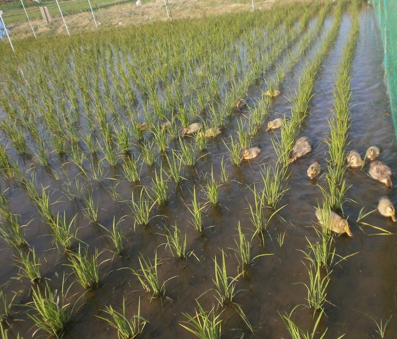 (クリックして拡大表示) カモ達は元気です。 カモ達