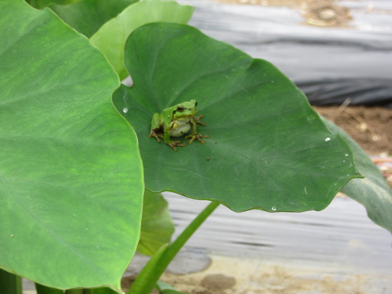 (クリックして拡大表示) 里芋畑の青蛙 里芋が順調に育っています。