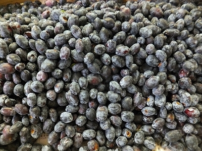 (クリックして拡大表示) ハスカップ始まりました。 「山」。だけど、重さ的にはそれほどでもなし。