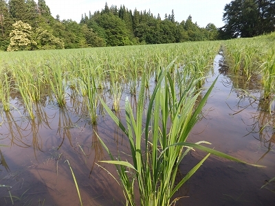 (クリックして拡大表示) 草取り、草取り、草取り、時々虫とり! 自然栽培ササニシキの朝の田んぼの様子。いつもより素晴らしい生育です。