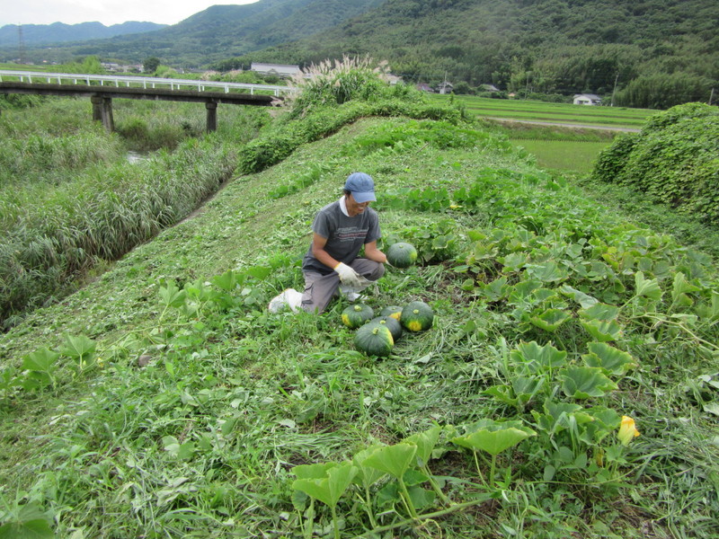 (クリックして拡大表示) 土手かぼちゃ 草刈をするとかぼちゃが6個出てきました。