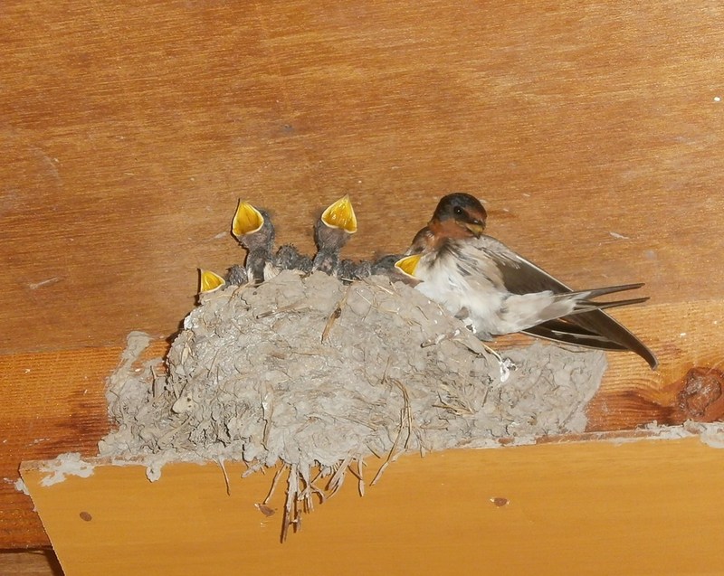 (クリックして拡大表示) ツバメのヒナ誕生。 ツバメのヒナ