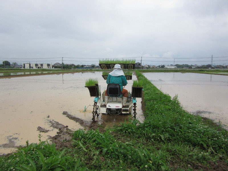 (クリックして拡大表示) 代掻き、田植えの様子 みのるポット式の田植えです。