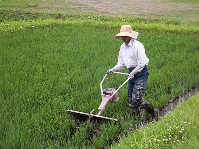 (クリックして拡大表示) 農場主、草取りに励んでいます。 機械で草取りする農場主。
