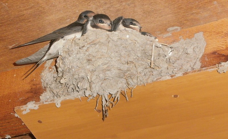 (クリックして拡大表示) ツバメまもなく巣立ちです。 巣立ちを待つツバメ