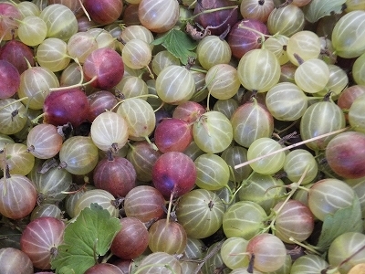 (クリックして拡大表示) 暑い日が続いています。 選別前のグーズベリー