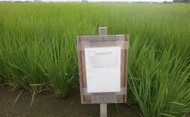 (クリックして拡大表示) 新潟県認証特別栽培米の看板をたてました。 特栽米の看板