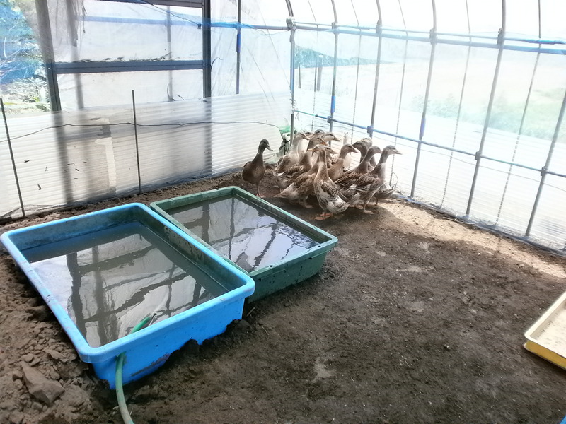 (クリックして拡大表示) カモ 引っ越し完了。 カモの新居