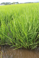 高品質の有機肥料で稲が元気