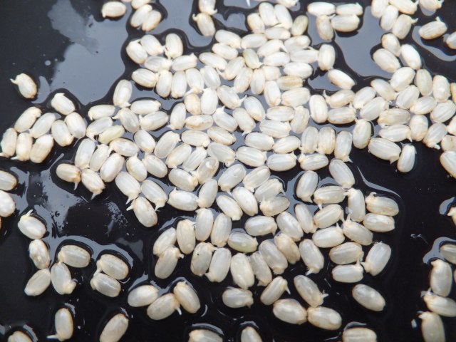 (クリックして拡大表示) 発芽玄米 芽が出るか実験しました!