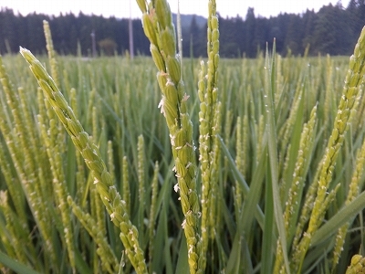 (クリックして拡大表示) 稲穂が出ました! 写真は、あきたこまちです。